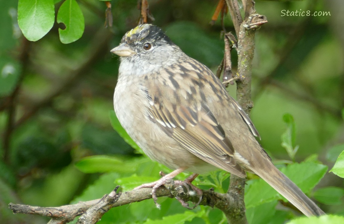Golden Crown Sparrow stanidng on a stick, surrounded by green leaves