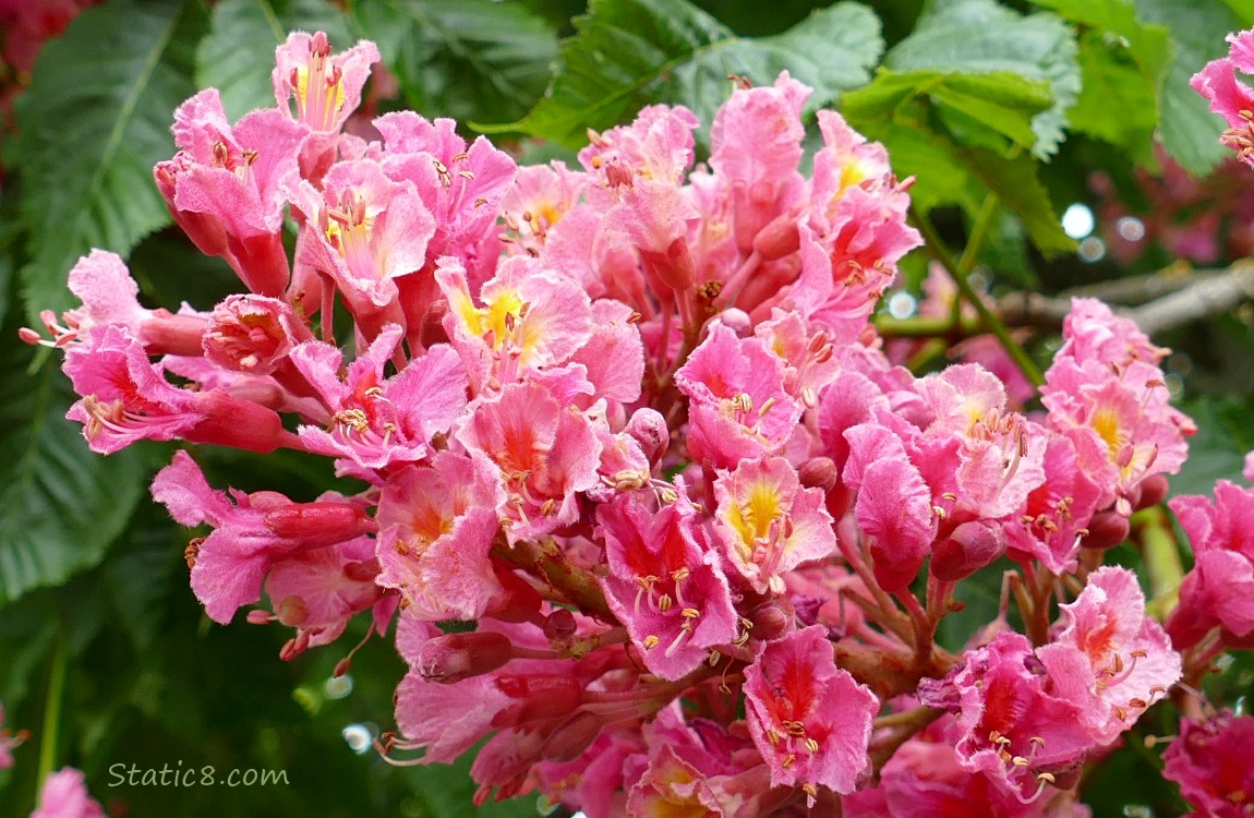 Pink Buckeye blooms on the tree