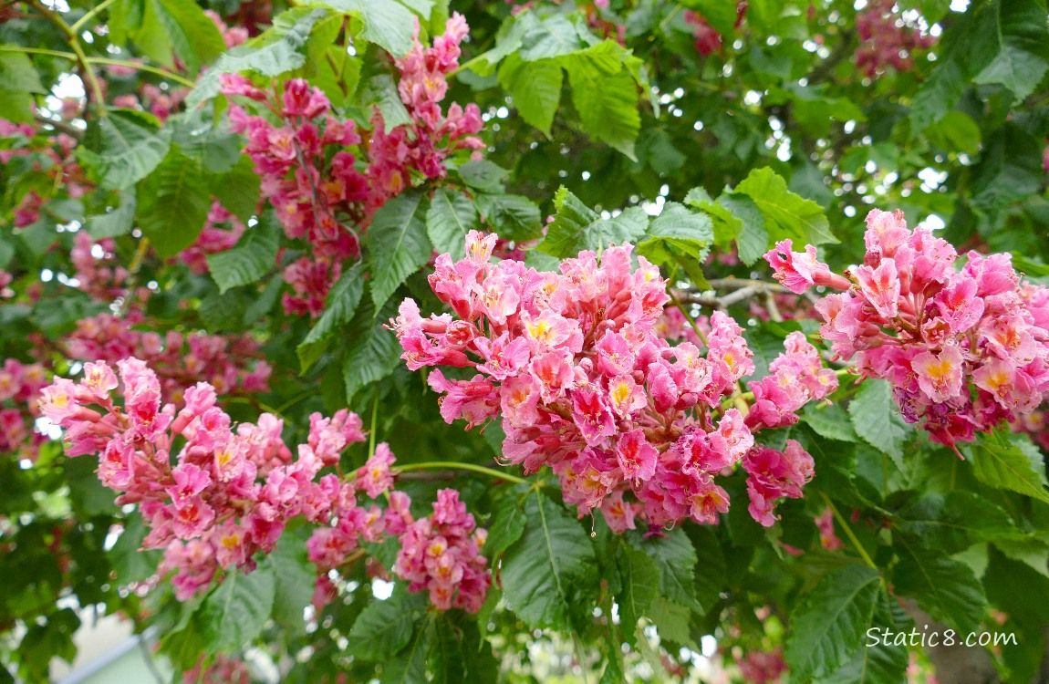 Pink Buckeye blooms on the tree