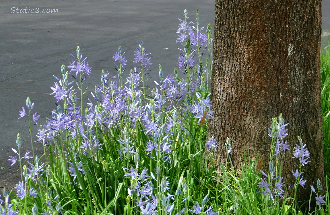 Camas Lily blooms in the grass next to the street