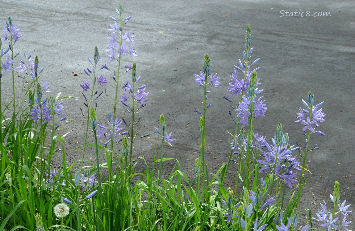 Camas Lily blooms in the grass next to the street