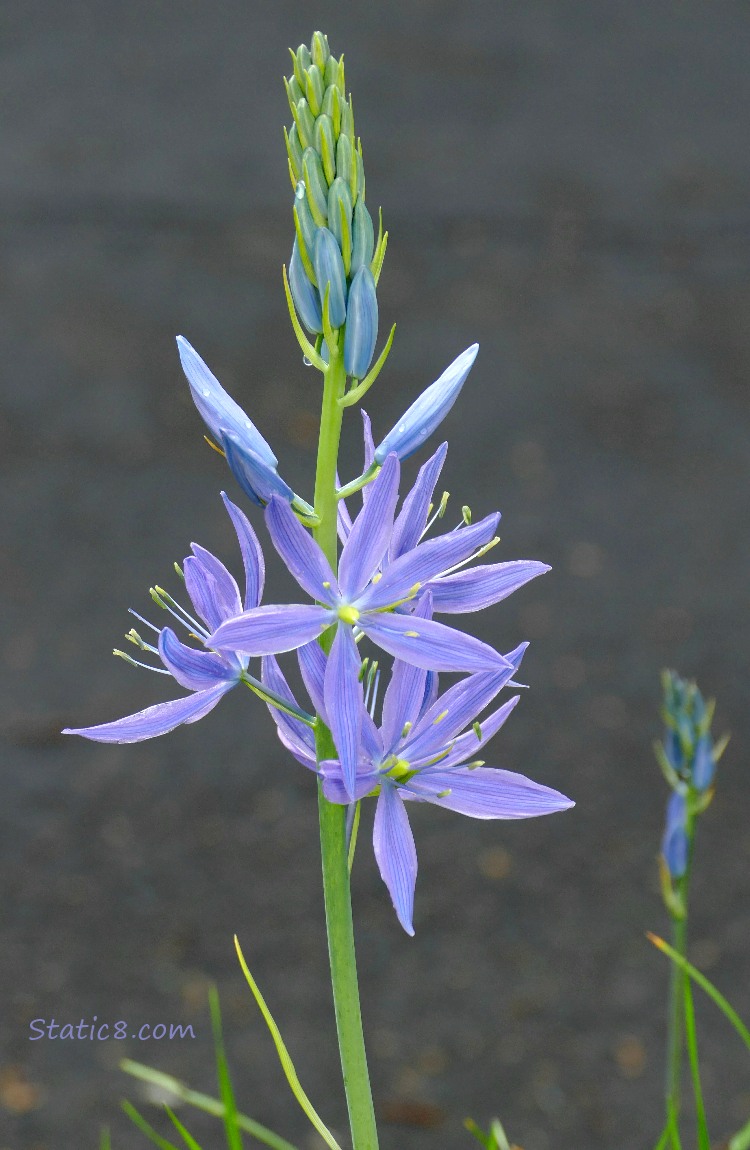 Camas Lily blooms
