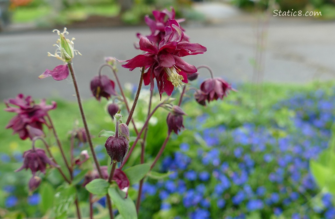 Dark red violet Columbine blooms in front of blue flowers