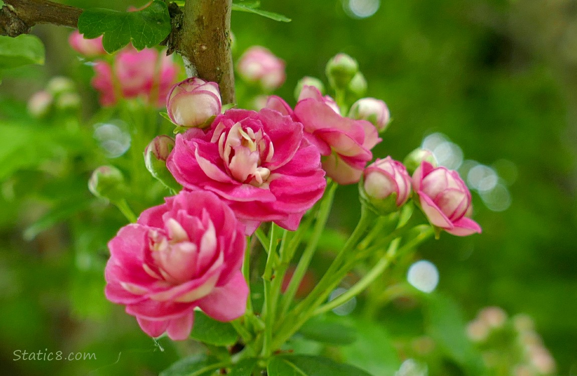 Pink Hawthorn blooms on the tree
