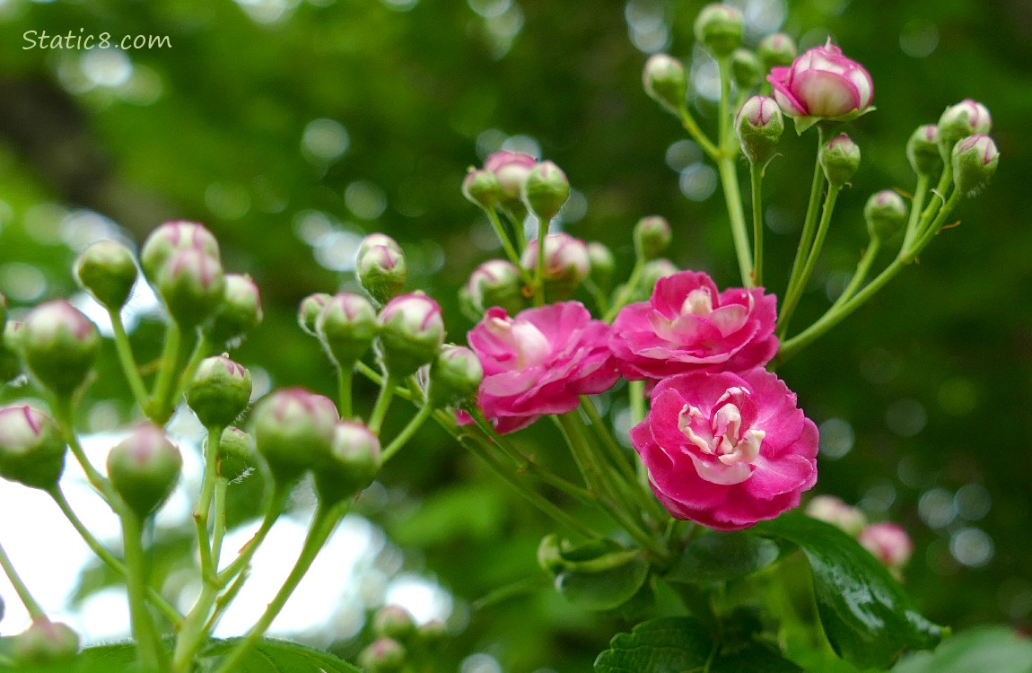 Pink Hawthorn blooms on the tree