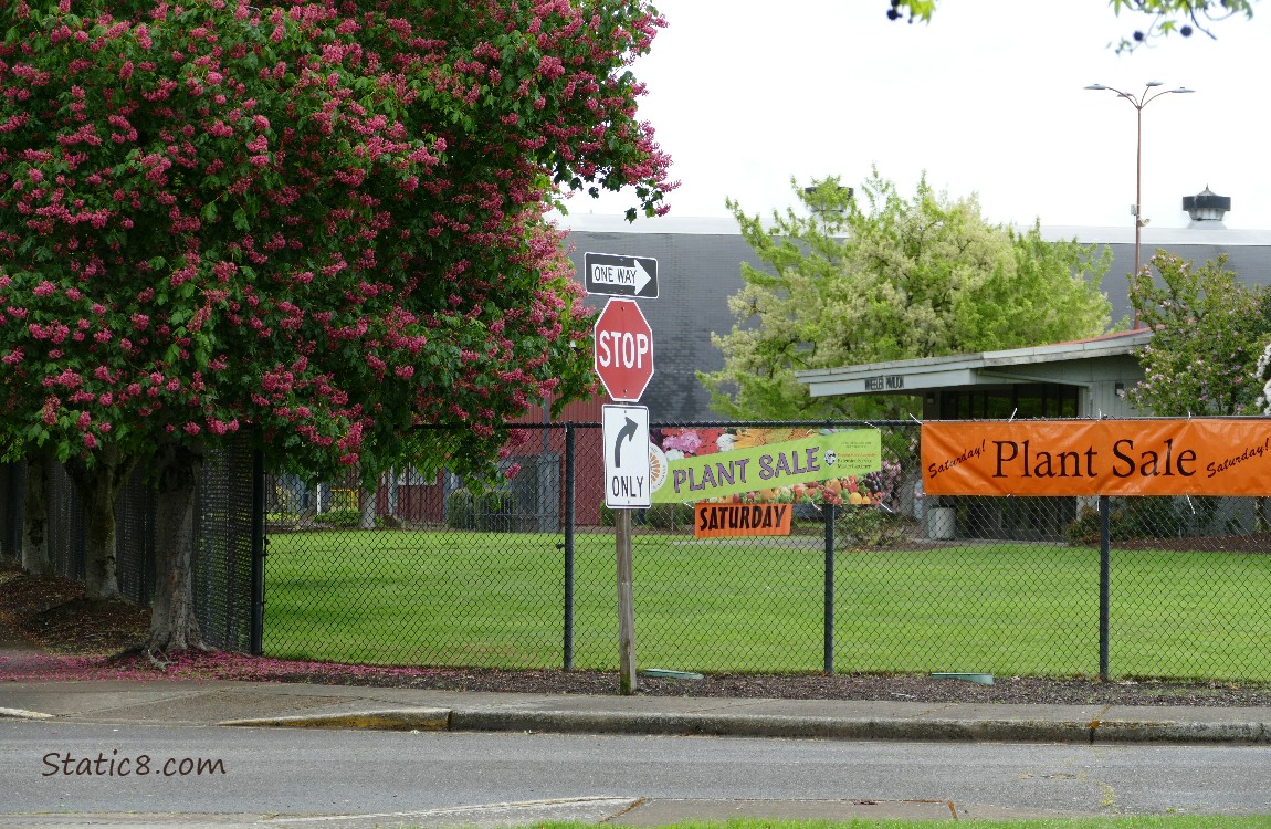 Signs on chain link fence say plant sale, next to blooming Buckeye trees