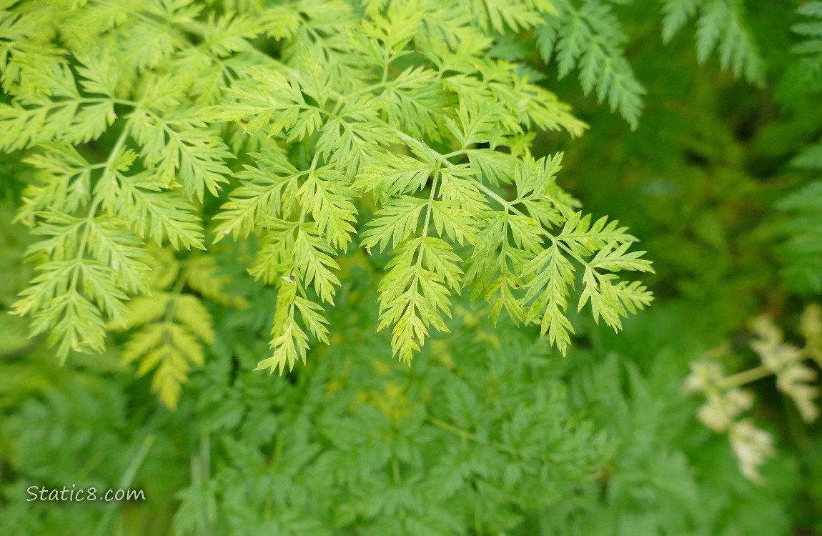 Leaves of Poison Hemlock