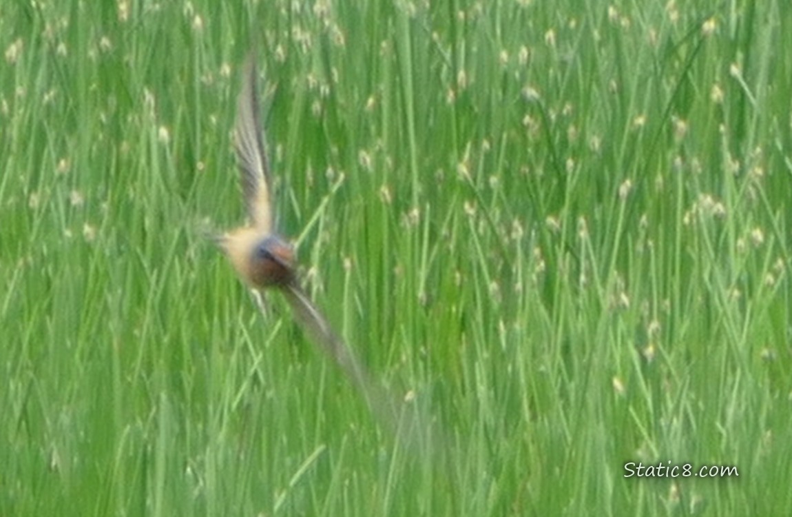 Blurry Barn Swallow flying over grass