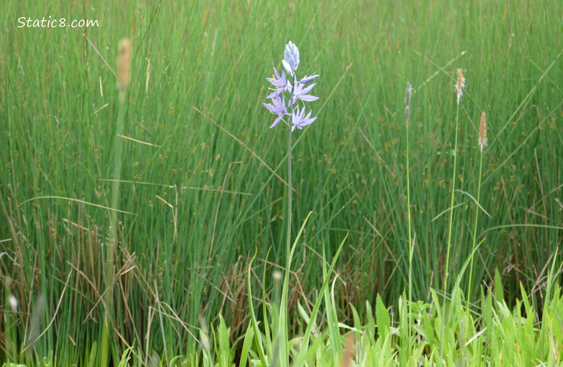 Camas Lily blooming in front of grass