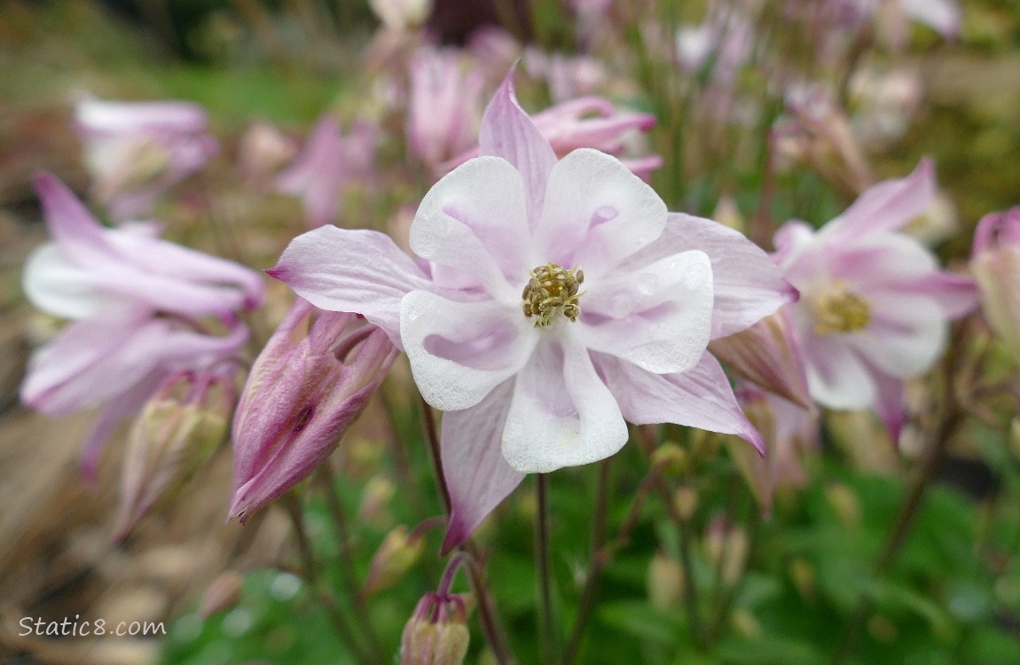 Pink Columbine blooms
