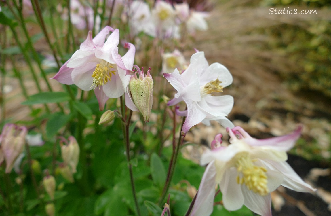 Pink Columbine blooms