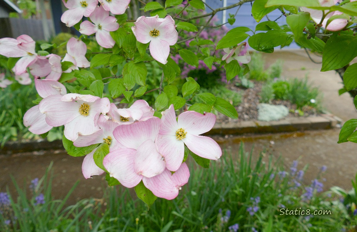Pink Flowering Dogwood with other purple flowers in the backgourn