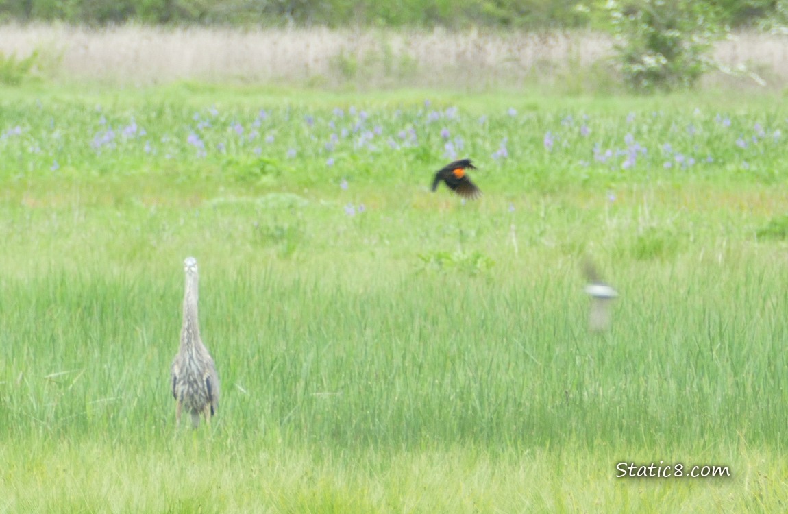 Great Blue Heron standing in the grass with blurs of a Red Wing Blackbird and a swallow flying at the side