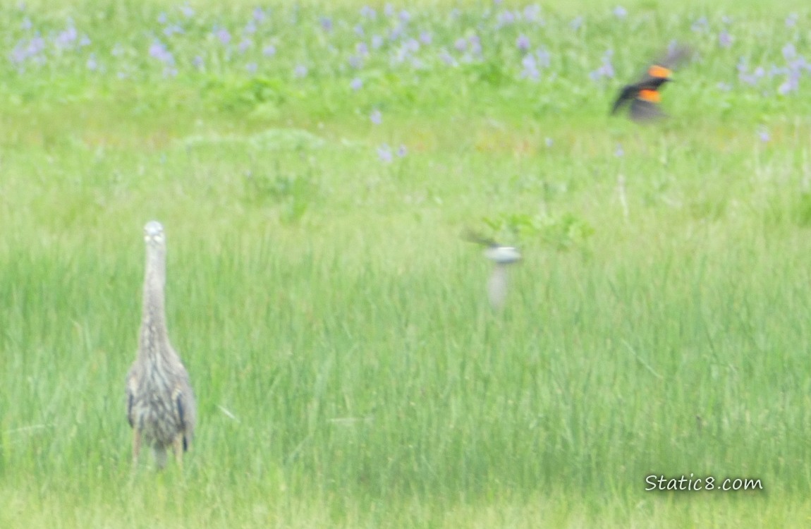 Great Blue Heron standing in the grass with blurs of a Red Wing Blackbird and a swallow flying at the side
