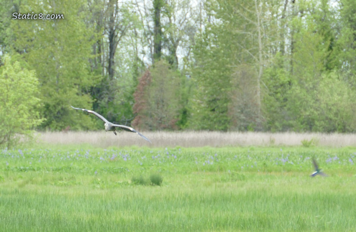 Great Blue Heron flying above the grass