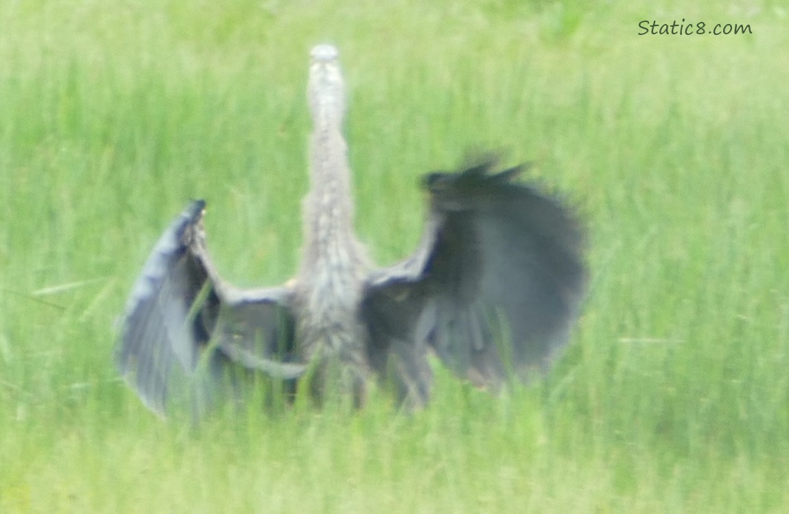 Great Blue Heron flaring their wings as they land in the grass