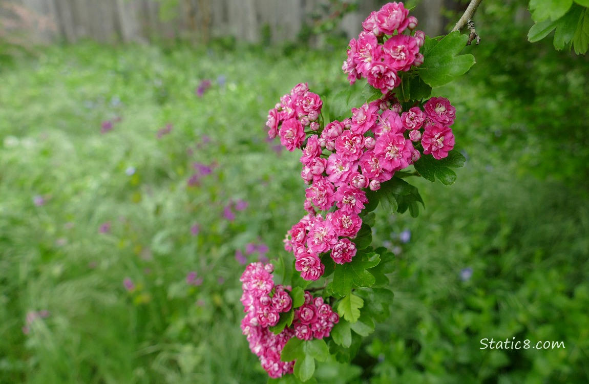 Pink Hawthorn blooms on the tree