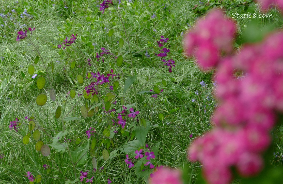 Looking past the pink Hawthorn blooms to the purple flowers in the grass