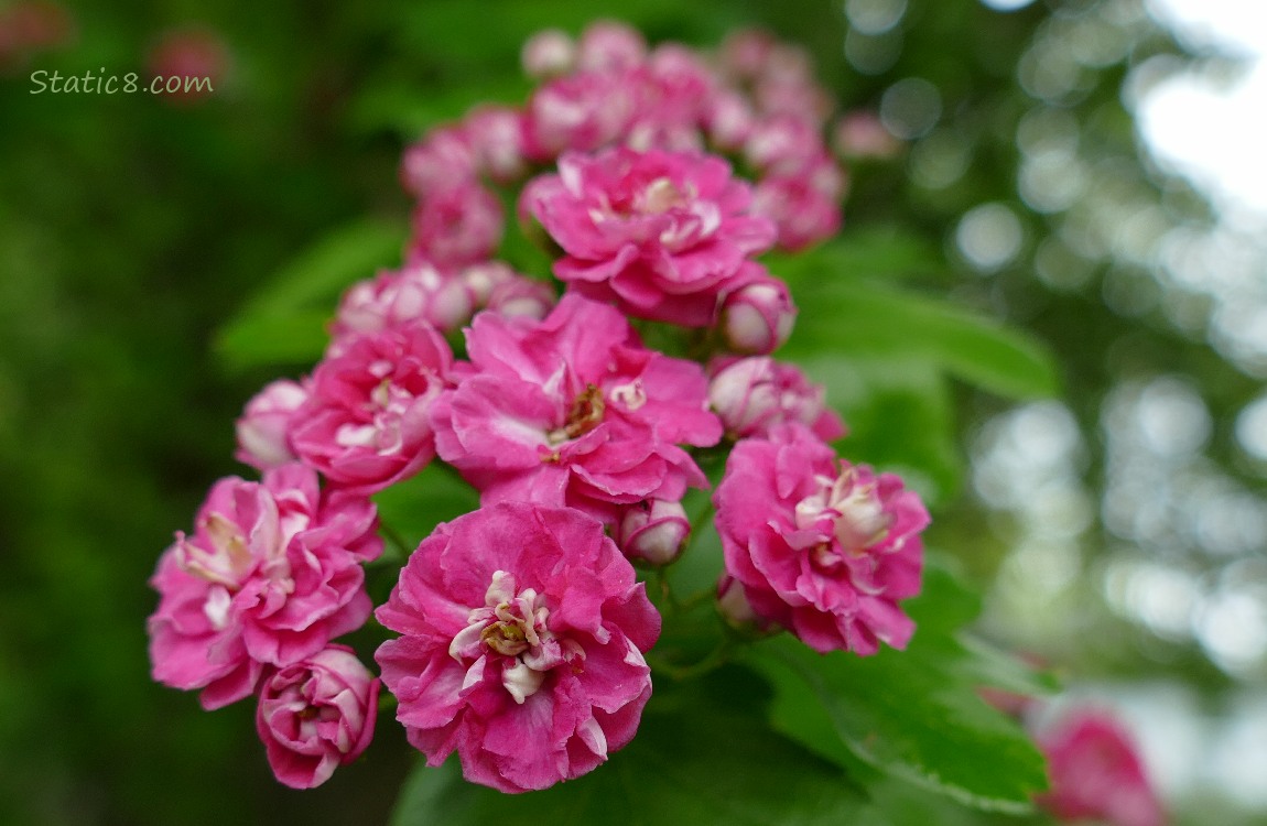 Pink Hawthorn blooms on the tree