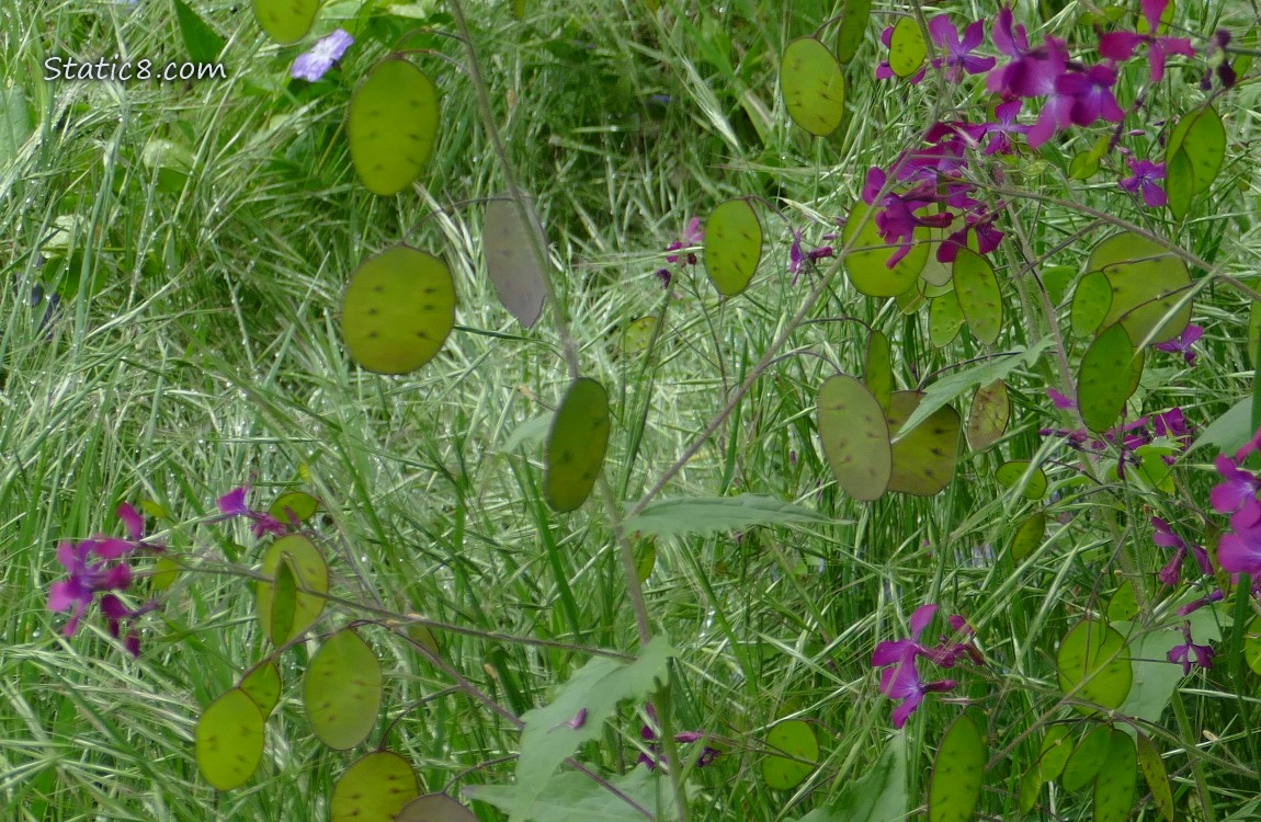 Honesty seed pods and blooms in the grass