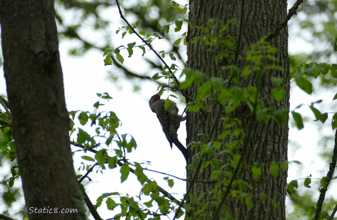 Northern Flicker hanging from a tree trunk