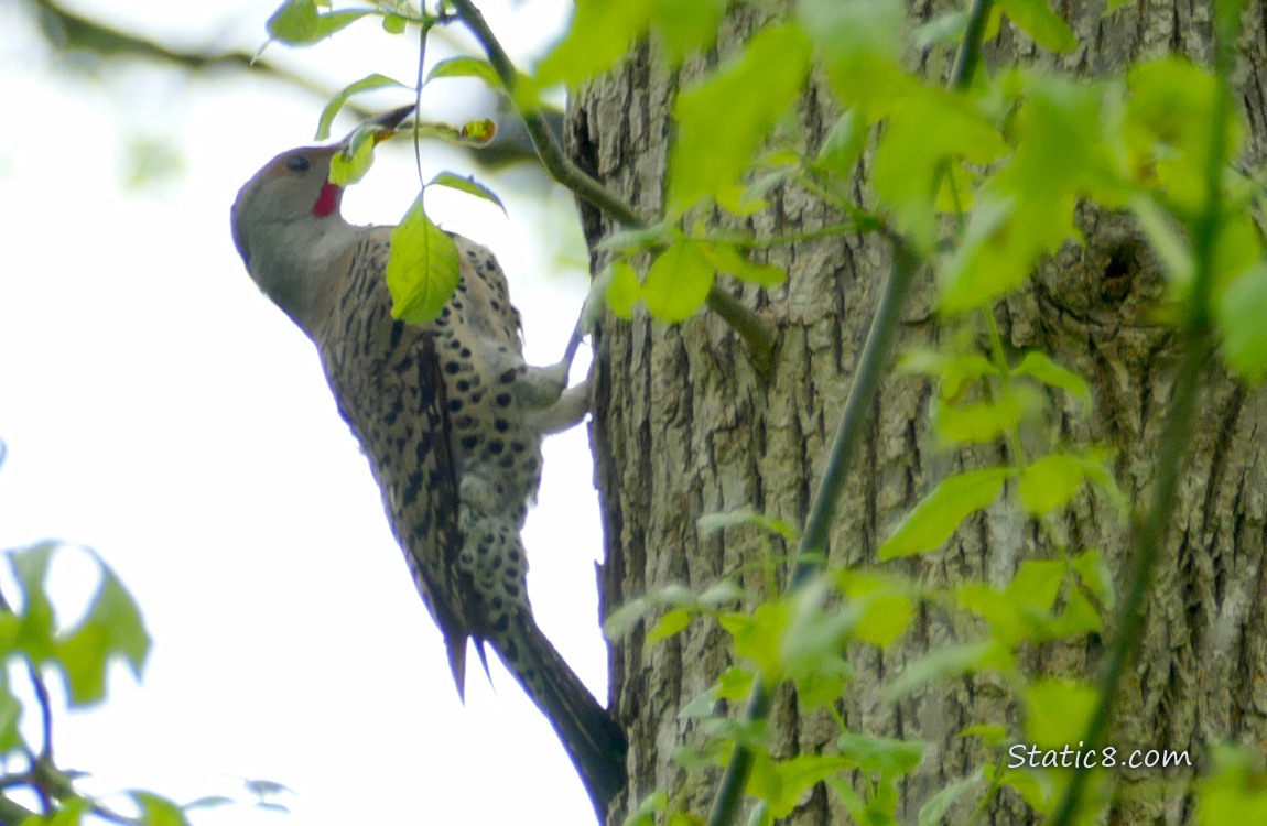 Northern Flicker hanging from a tree trunk