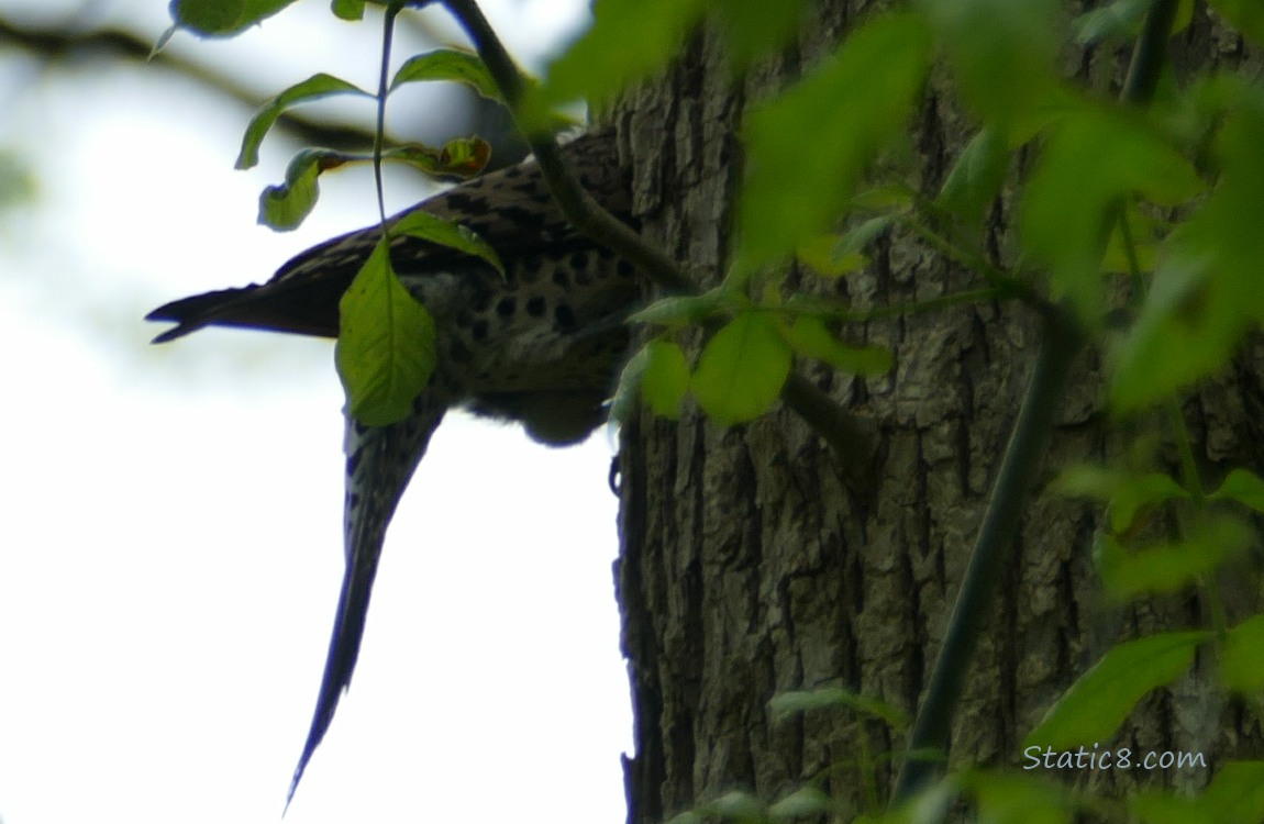 Flicker mostly inside a nest hole he is making