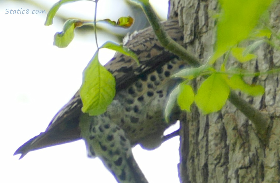 Flicker mostly inside a nest hole