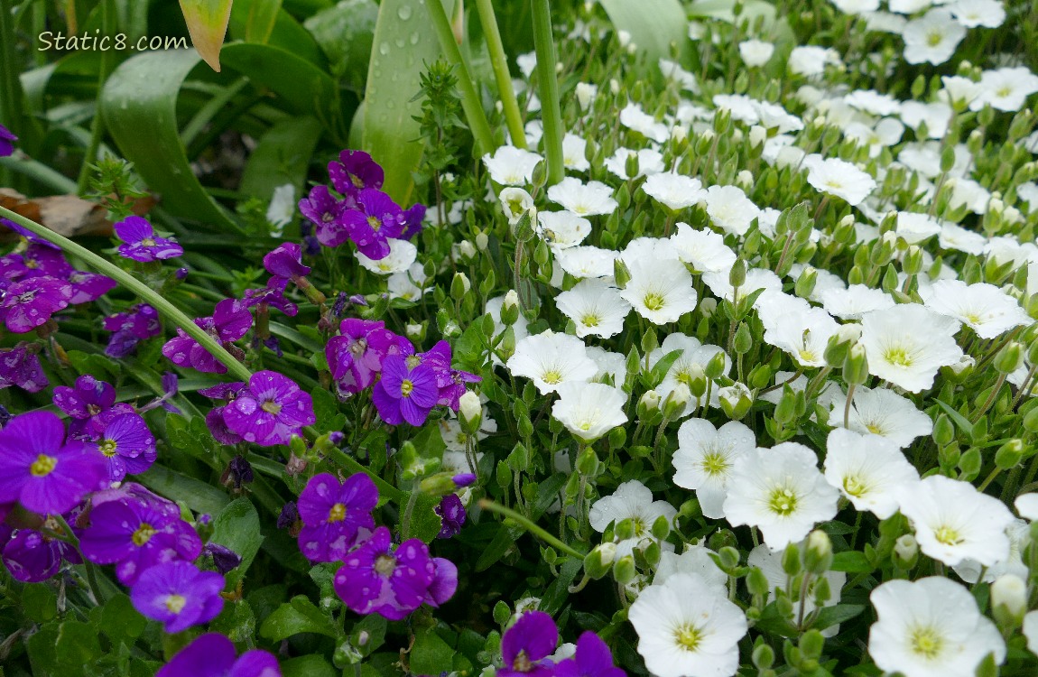 Purple flowers and white flowers
