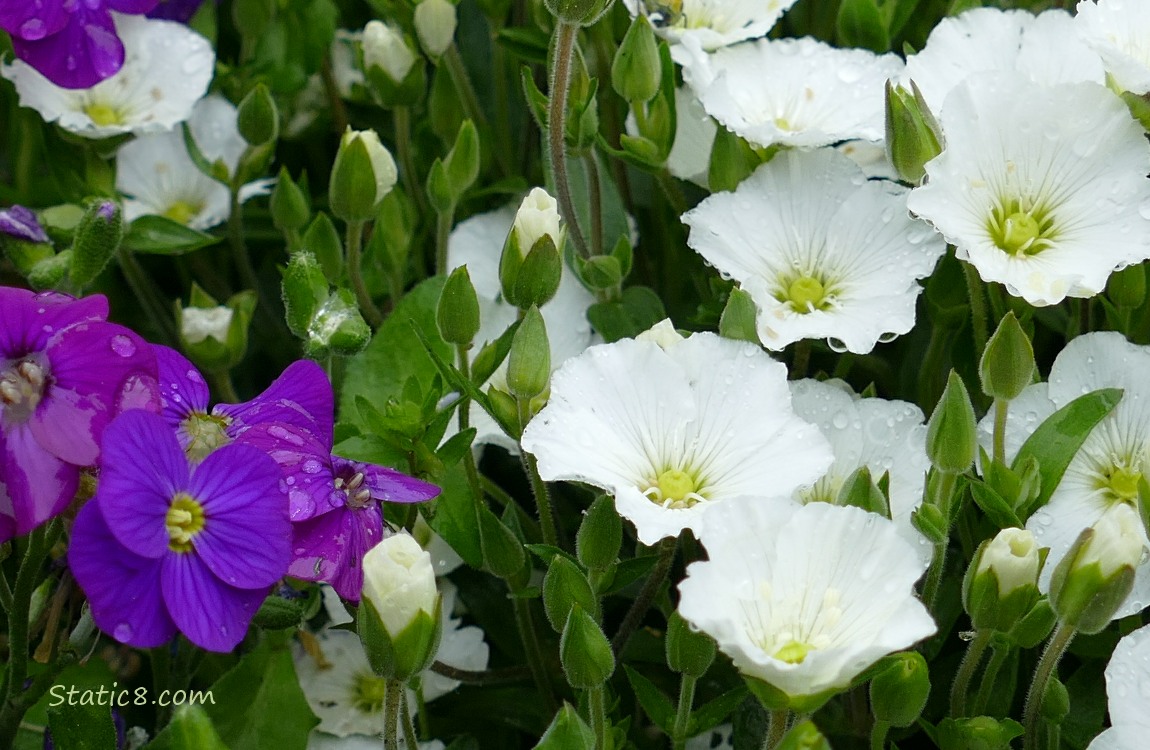 Close up of purple flowers and white flowers