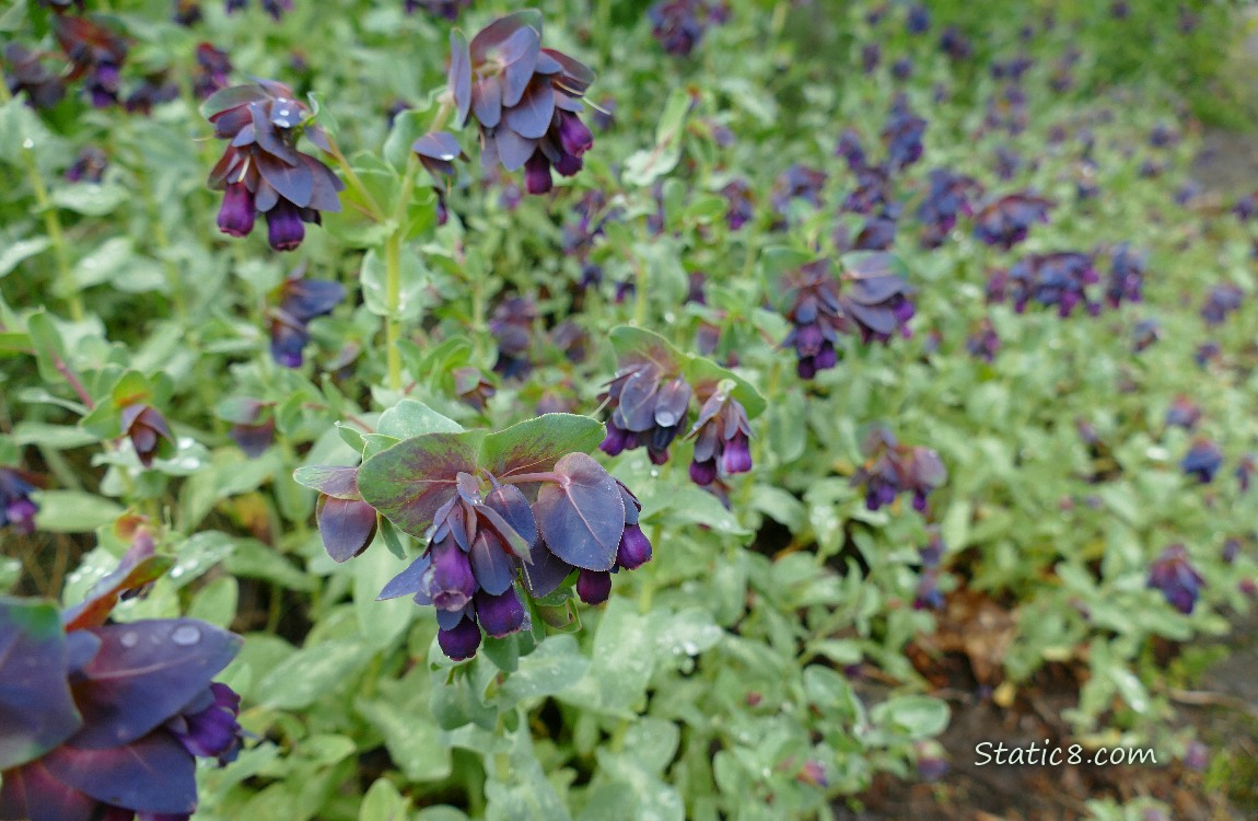 Plants with purple flowers