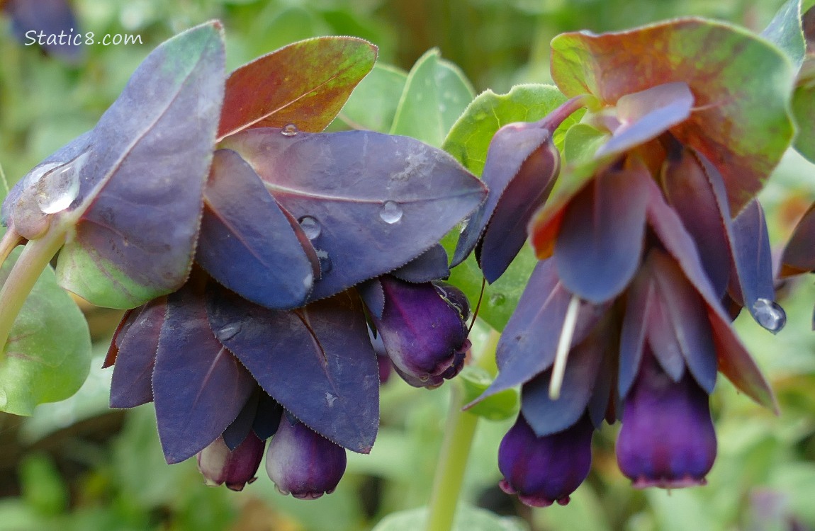 Close up of unknown purple flowers