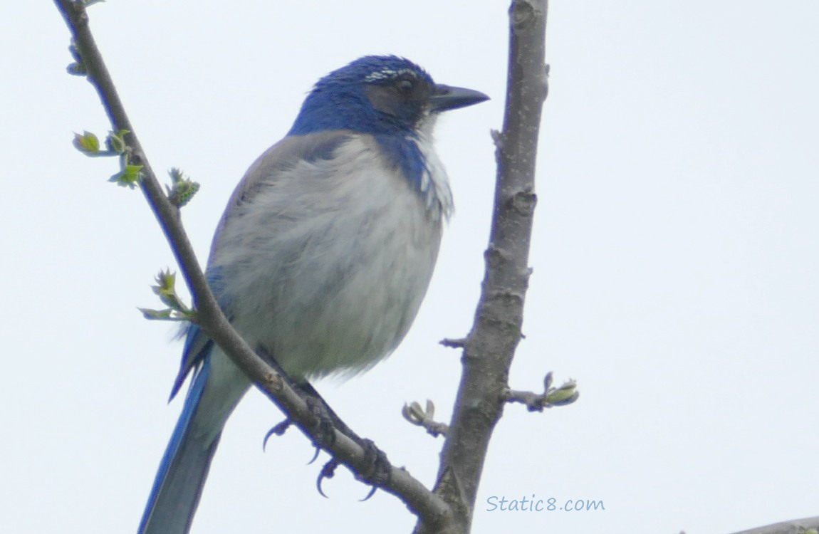 Scrub Jay standing on a bare stick, grey sky in the background
