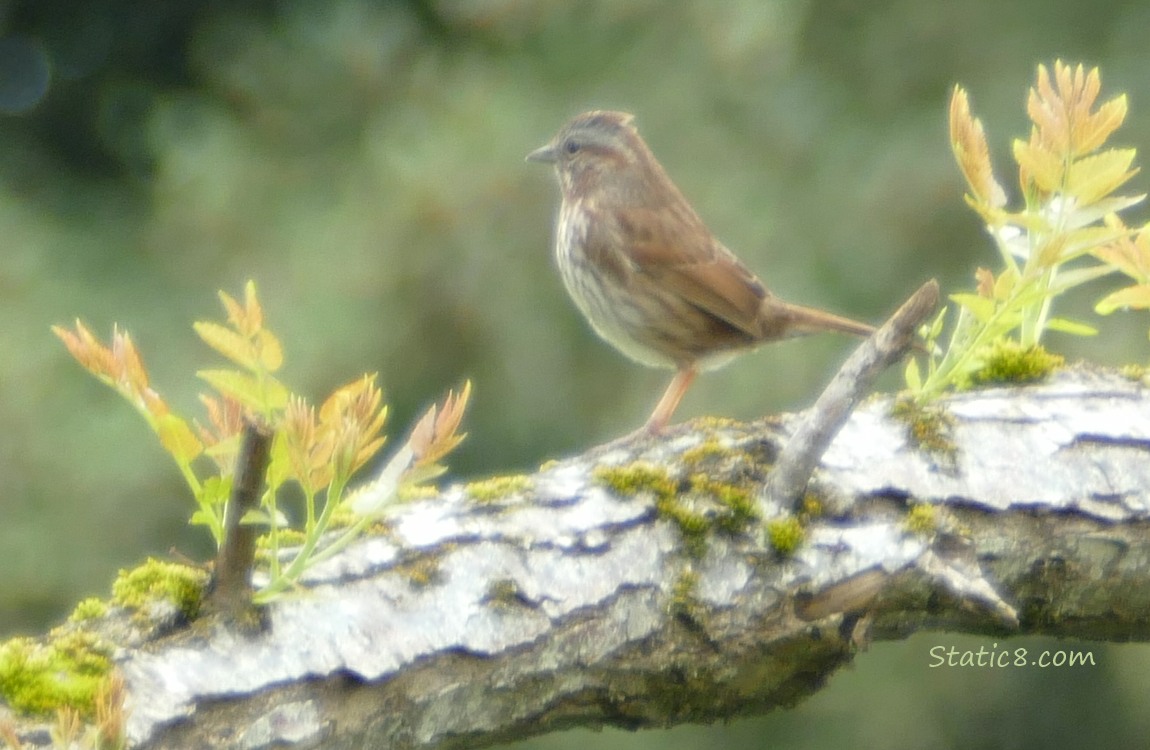 Song sparrow standing on a branch, sprouting with leaves