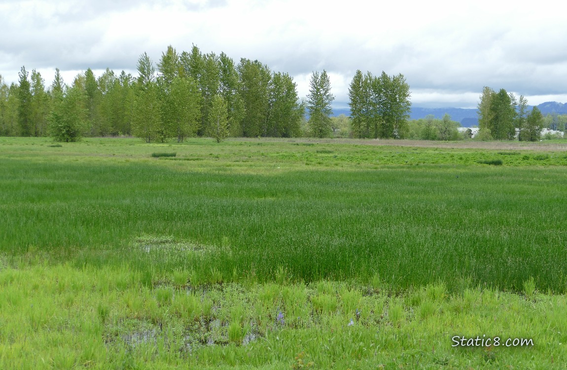 Grass land with trees in the distance and grey sky overhead