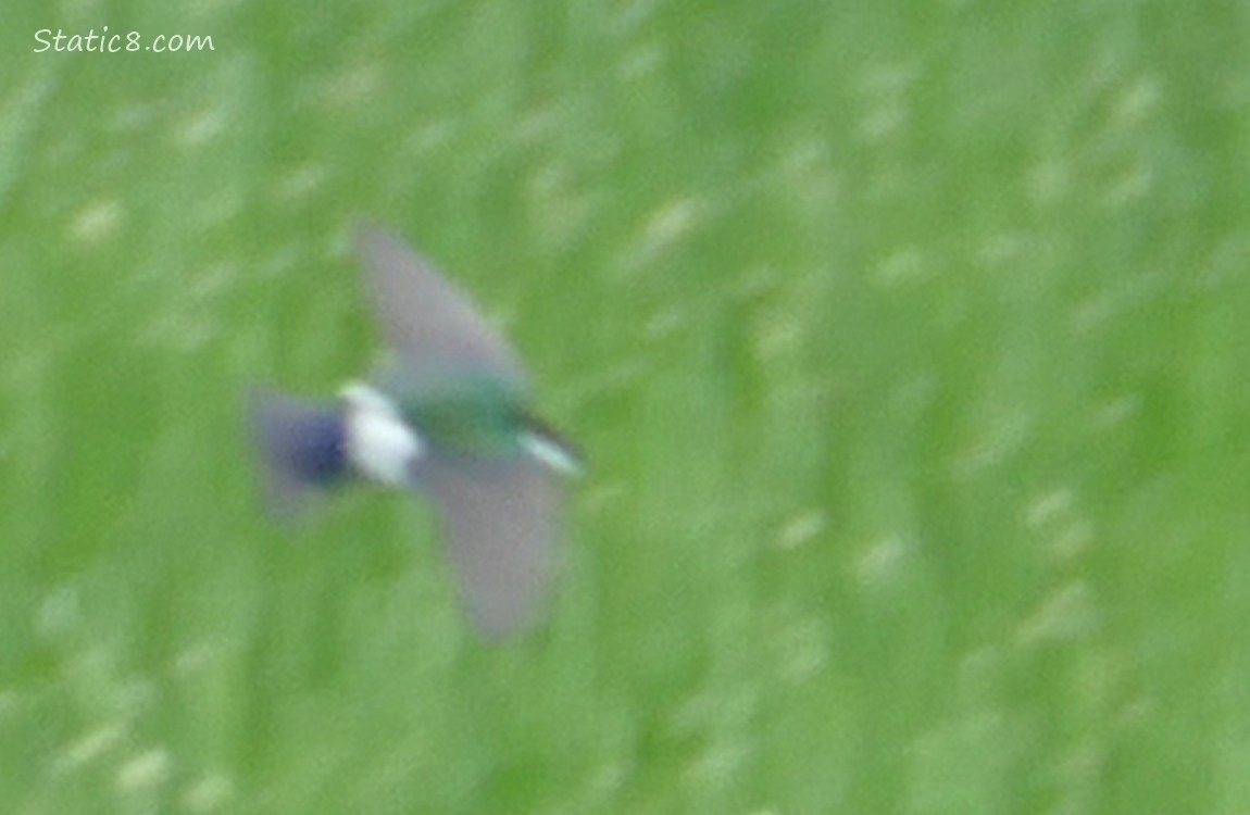 Blur of a Violet Green Swallow flying over grass