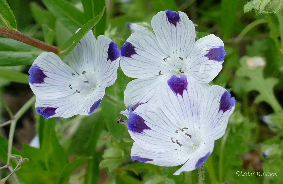 Five Spot blooms