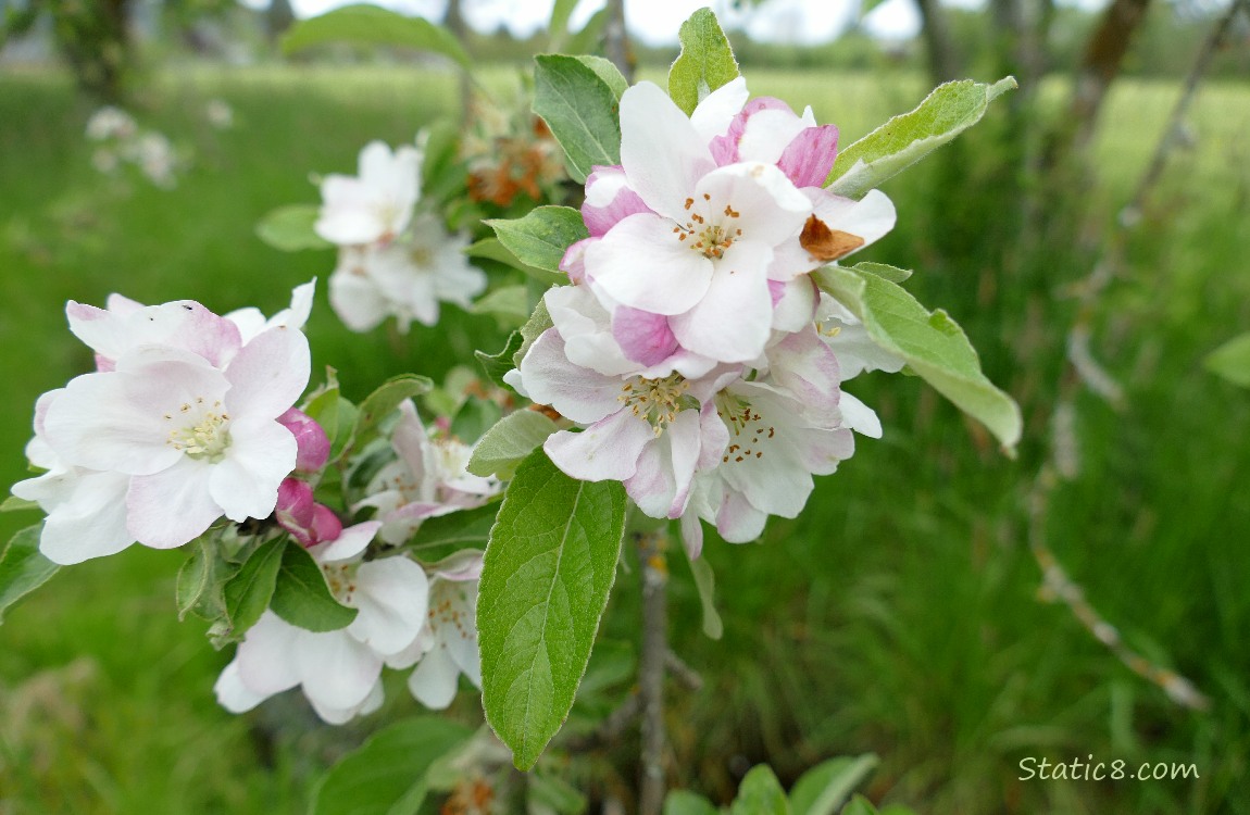Apple Blossoms on the tree
