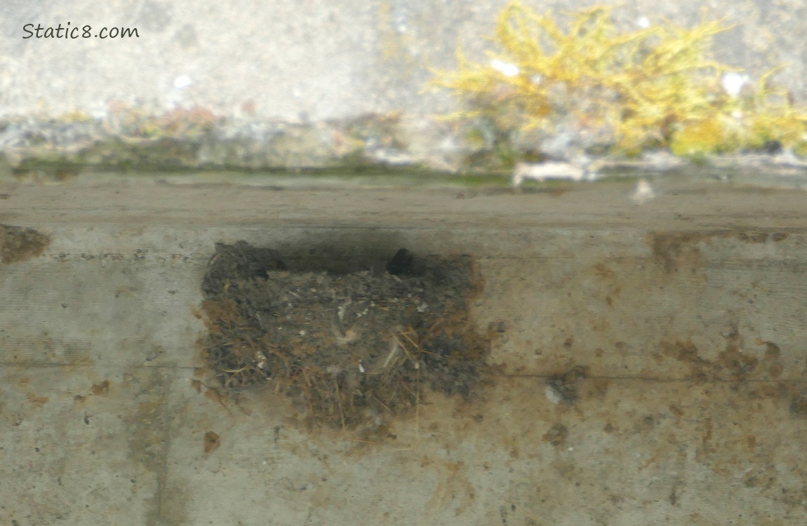 Barn Swallow nest under a bridge