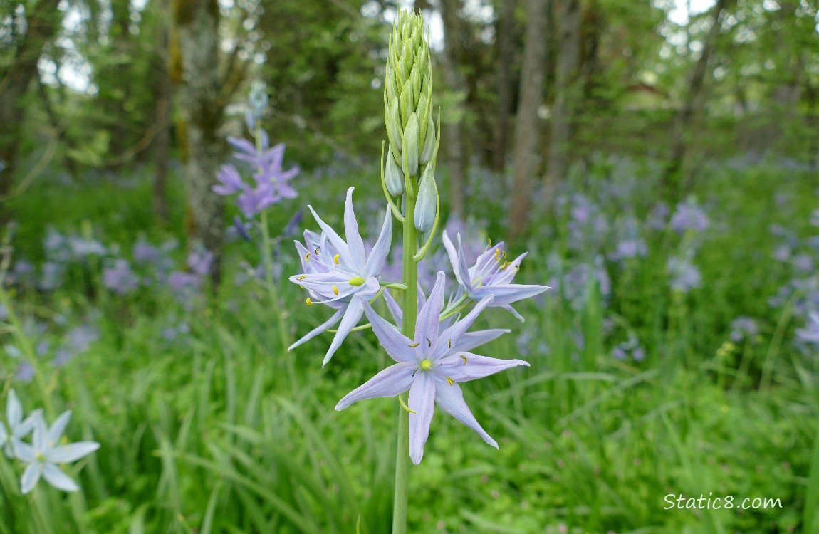 Camas Lilies blooming in the grass under trees