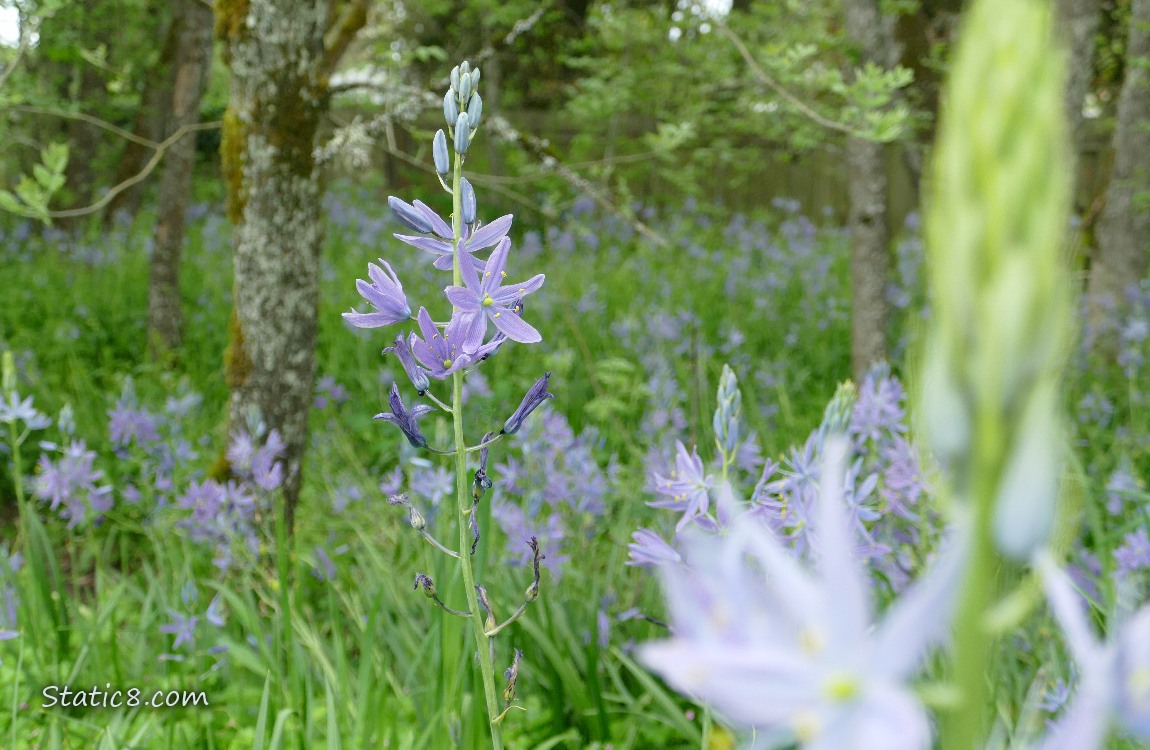 Camas Lily blooms in the grass under trees