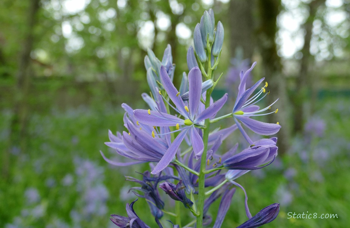 Camas Lily blooms in the grass under trees