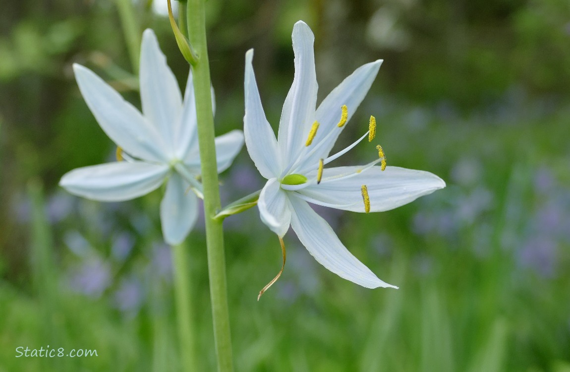 White Camas Lily blooms