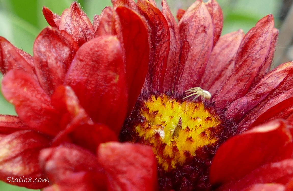 Crab Spider in a red flower bloom