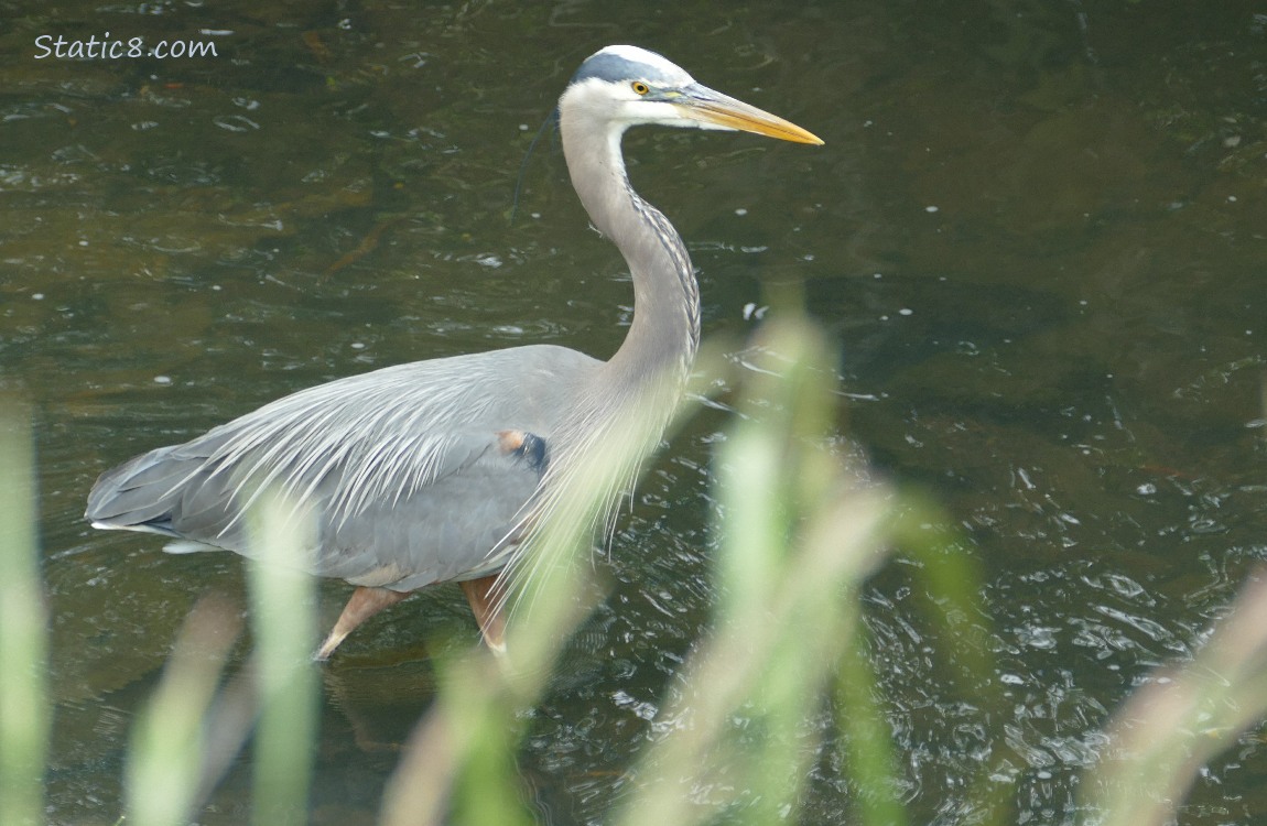 Great Blue Heron walking in shallow water