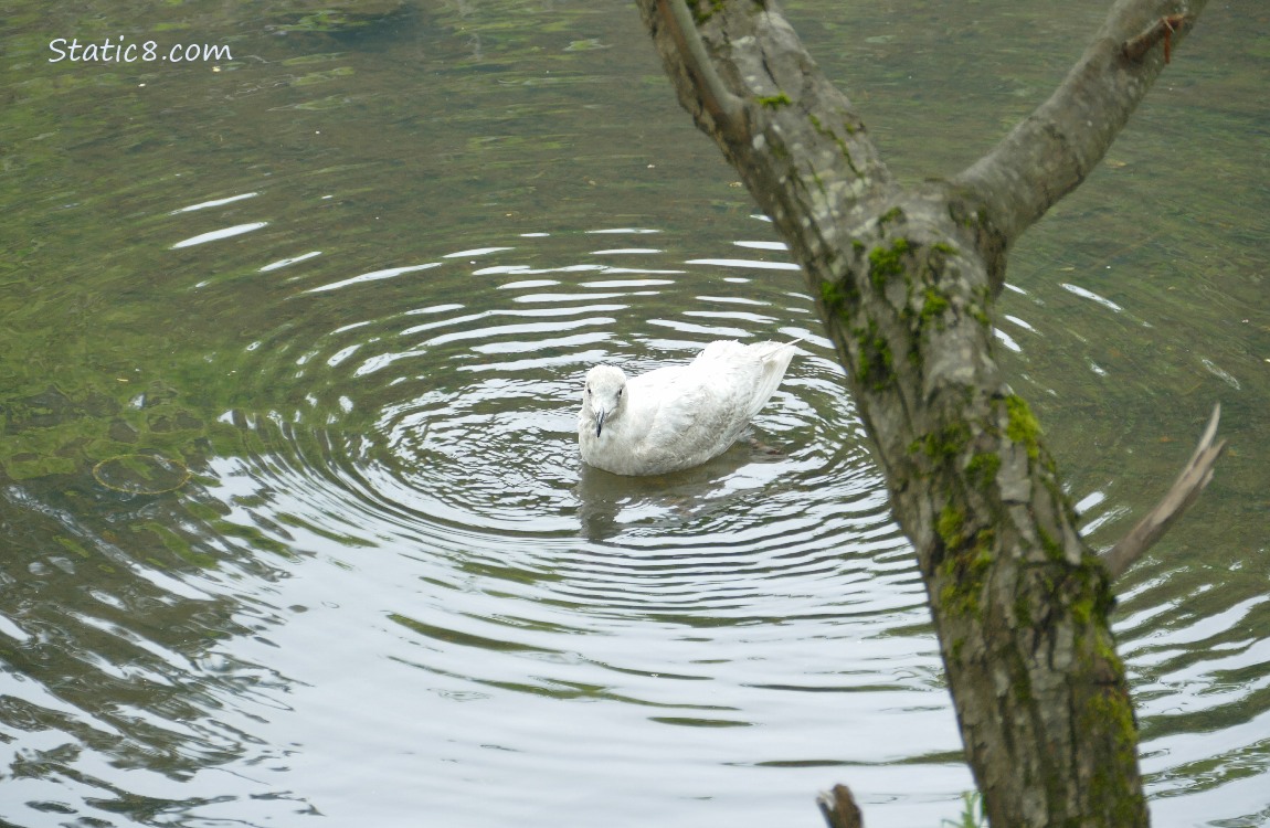 Gull paddling on the water