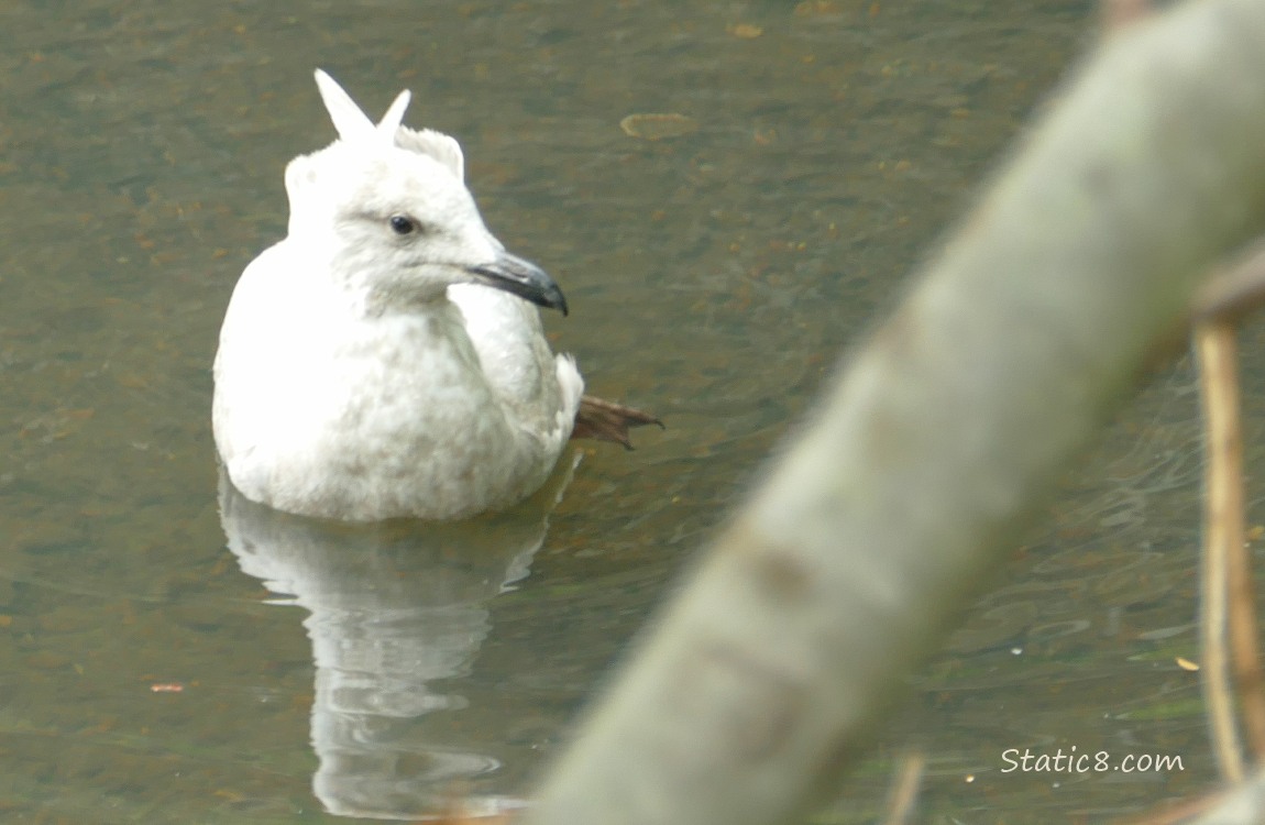 Gull paddling on the water