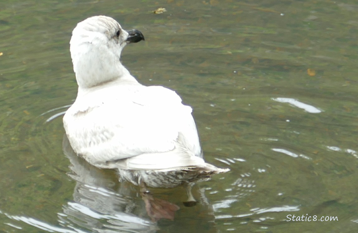 Gull paddling on the water