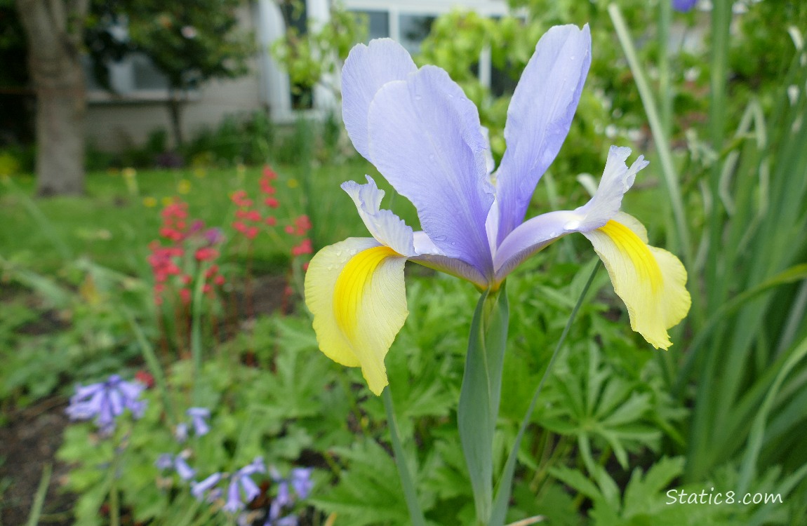 Purple and yellow bicolour Iris bloom