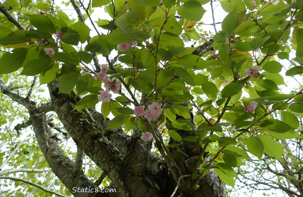 Kanzan Cherry blossoms hanging from the tree